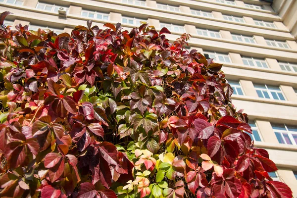 Primer Plano Las Hojas Otoño — Foto de Stock