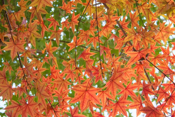 Sluiten Van Herfstbladeren — Stockfoto