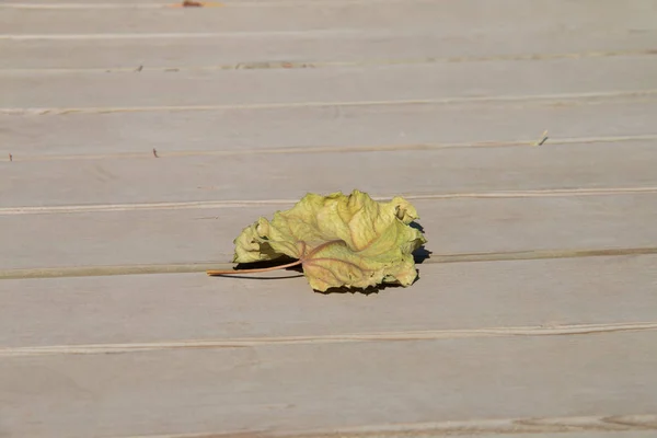 Hojas Otoño Madera — Foto de Stock