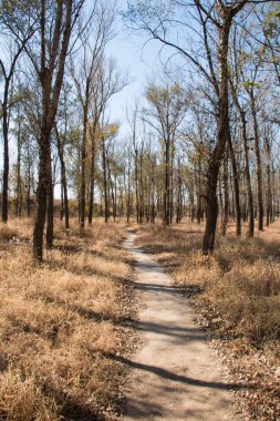 Sonbahar ormanlarında yol