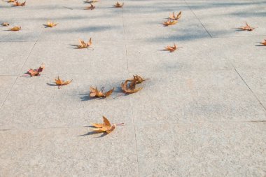 Taştan bir yolda yapraklar