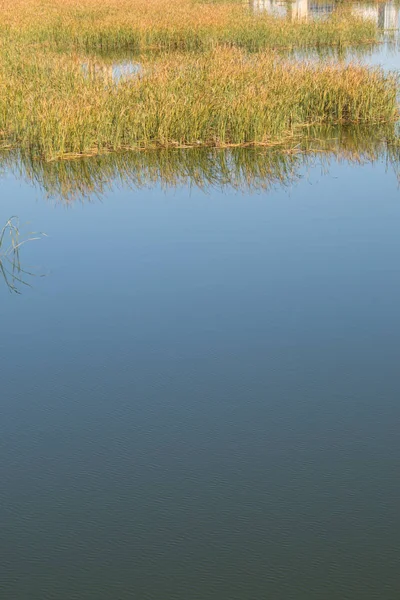 Φθινοπωρινά Καλάμια Στη Λίμνη — Φωτογραφία Αρχείου