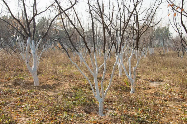 Small Tree Park — Stock Photo, Image