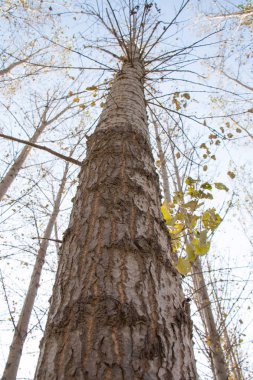 Uzun ağacın yakın plan görüntüsü