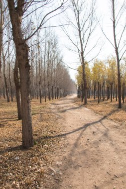 Sonbahar ağaçları arasında yol