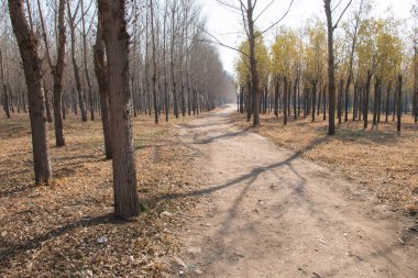 Sonbahar ağaçları arasında yol
