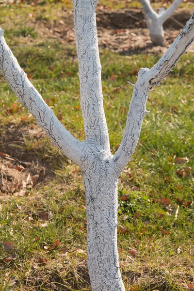 Peinture Blanche Dans Tronc Arbre — Photo