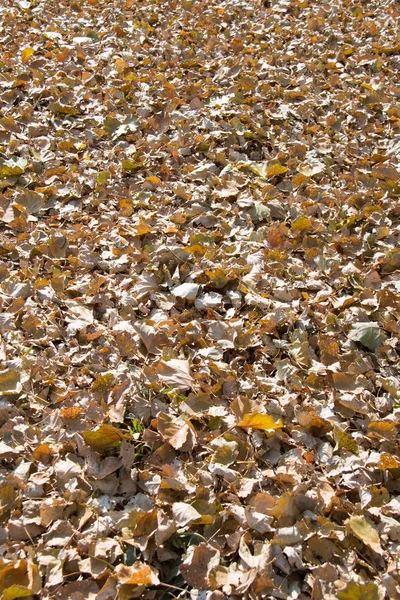 Terrain Couvert Feuilles Mortes — Photo