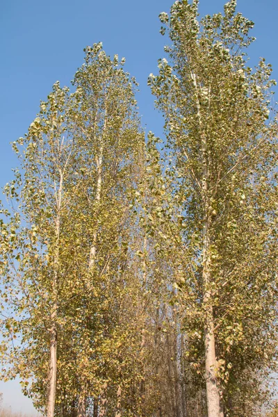 Acercamiento Los Álamos Otoño — Foto de Stock