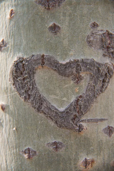 Heart Carved Tree — Stock Photo, Image