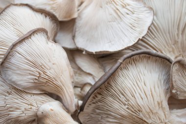 Mantarlara yakın çekim