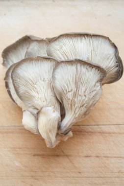 Mantarlara yakın çekim