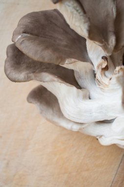 Mantarlara yakın çekim