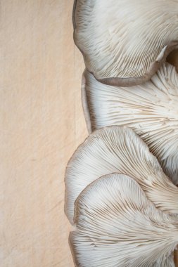 Mantarlara yakın çekim