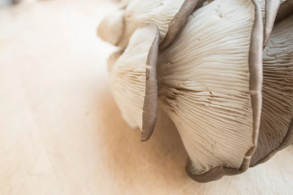 Close Mushrooms — Stock Photo, Image