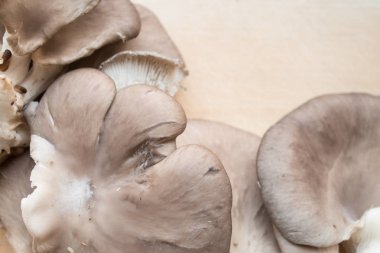 Mantarlara yakın çekim