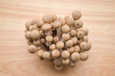 Kayın mantarları yakın plan.