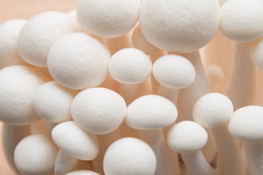 Kayın mantarları yakın plan.