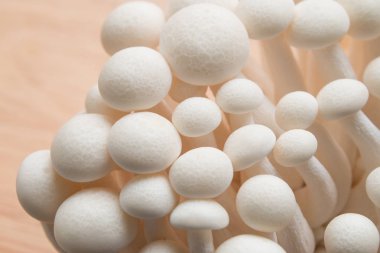 Kayın mantarları yakın plan.