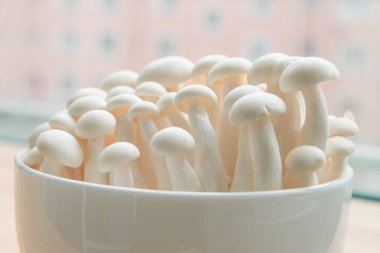 Kayın mantarları yakın plan.