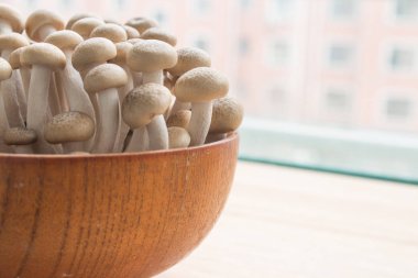 Kayın mantarları yakın plan.