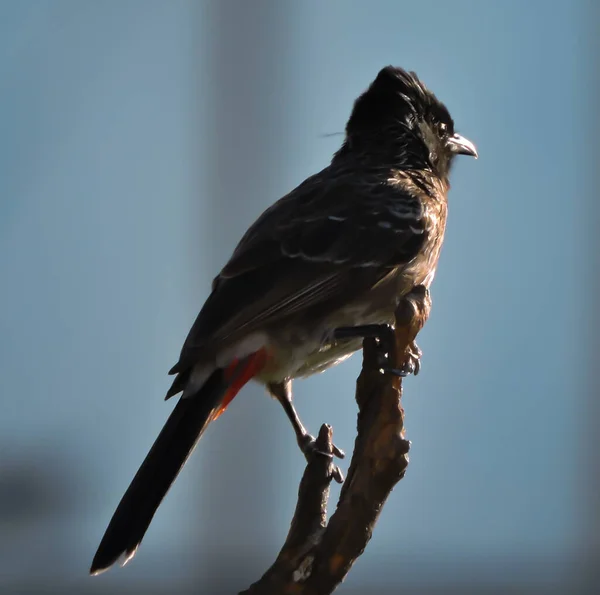 Bulbul Ventilé Rouge Regardant Coucher Soleil — Photo