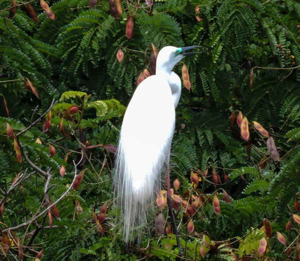 Grande Egret Luz Dia Reprodução Árvore — Fotografia de Stock