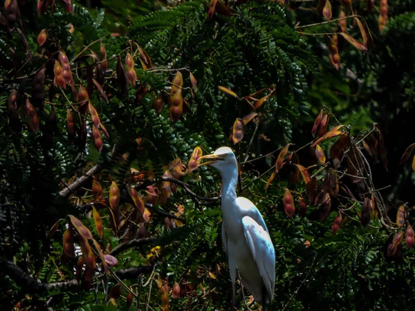 Silberreiher Brütet Bei Tageslicht Auf Baum — Stockfoto