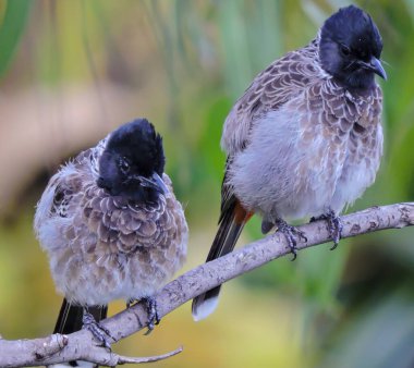 Ağacın Seçici Odak Noktası 'nda Asya Kırmızı Havalandırmalı Bulbul