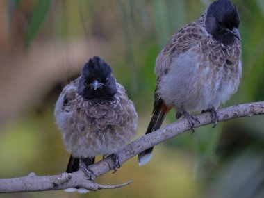 Ağacın Seçici Odak Noktası 'nda Asya Kırmızı Havalandırmalı Bulbul