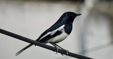 Asya 'nın Saksağan Kuşu Sabah Erkenden Seçici Odak