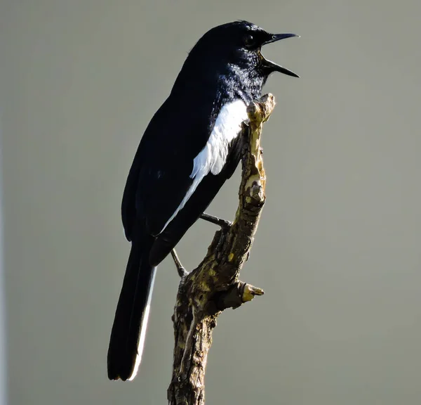 Asian Oriental Magpie Bird Early Morning Selective Focus — Stok Foto