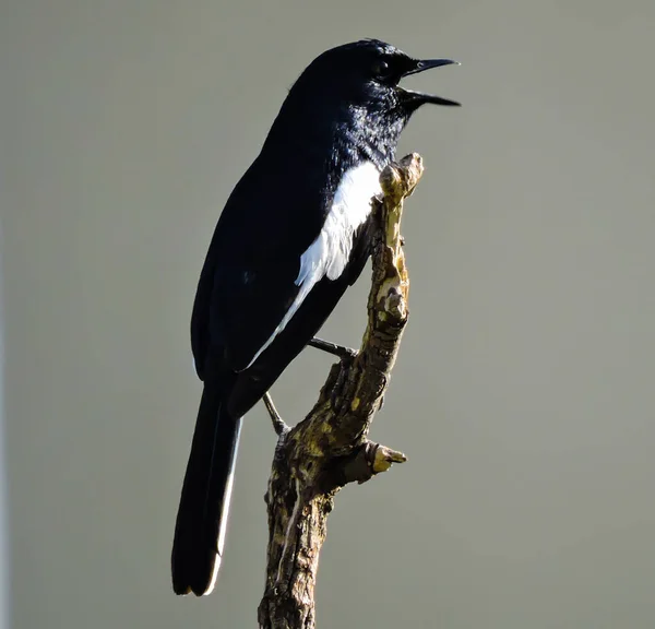 Asian Oriental Magpie Bird Early Morning \