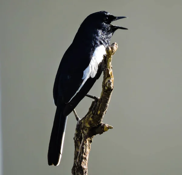 Asiatischer Elstervogel Frühen Morgen Selektiver Fokus — Stockfoto