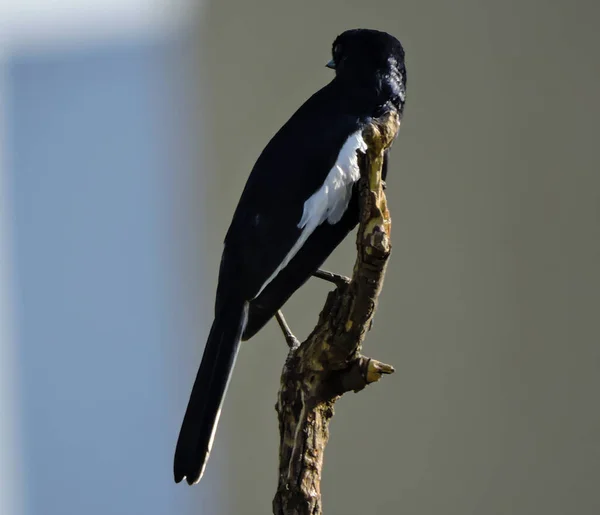 Asian Oriental Magpie Bird Early Morning Selective Focus — Stok Foto