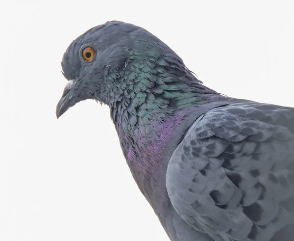 Pigeon Asia Dini Hari Dengan Latar Belakang Putih Close Shot — Stok Foto