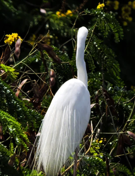 Tempo Reprodução Grande Egret Durante Monção Foco Seletivo — Fotografia de Stock