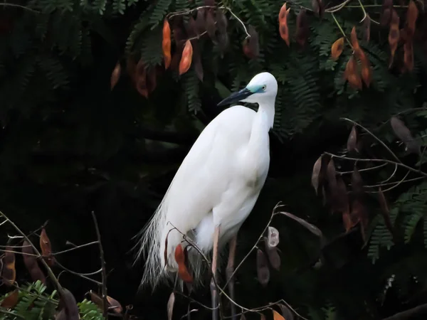 Tempo Reprodução Grande Egret Durante Monção Bokeh — Fotografia de Stock