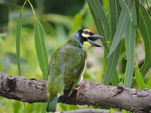 Copper Smith Barbet Chantant Sur Arbre Bokeh — Photo