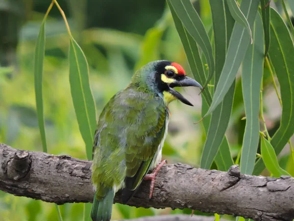 Copper Smith Barbet Chantant Sur Arbre Bokeh — Photo