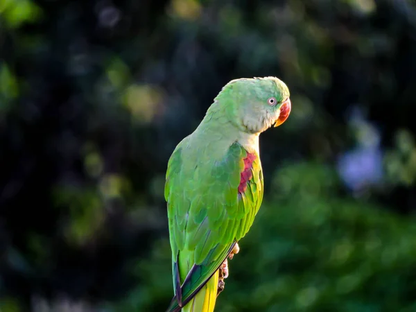 Asijské Zelené Papoušek Sledování Západ Slunce Během Monzunu Stromě Bokeh — Stock fotografie