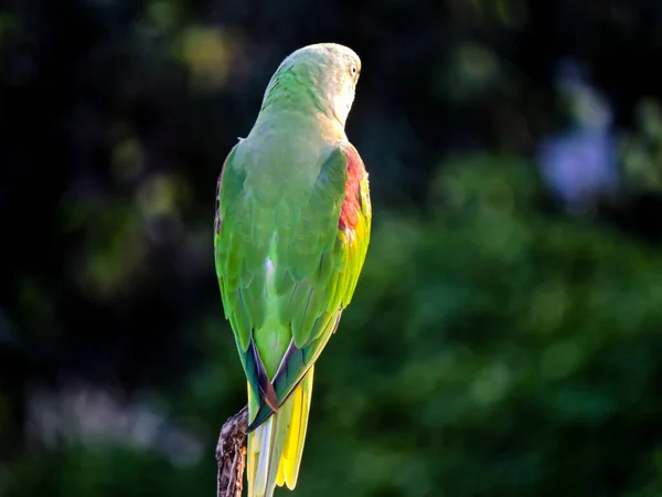Asian Green Parrot watching Sunset during Monsoon on Tree \