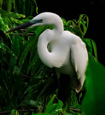 Muson 'un erken saatlerinde Büyük Akbalıkçıl