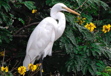 Muson 'un erken saatlerinde Büyük Akbalıkçıl