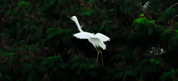 Grande Egret Mattina Presto Durante Monsone — Foto Stock