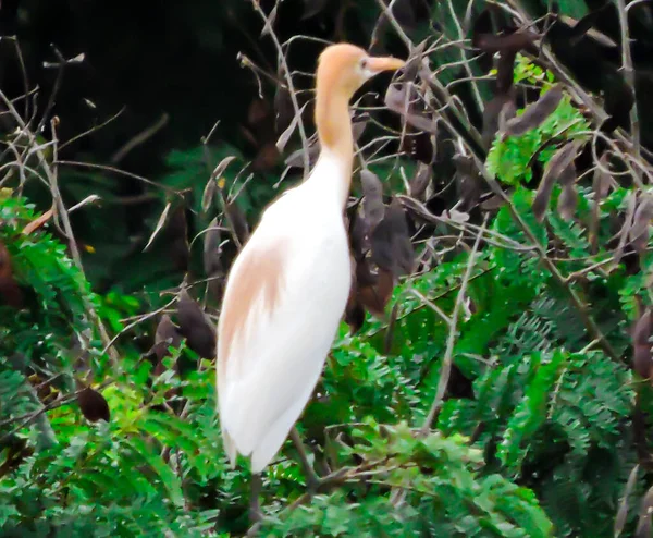 Egret Gado Durante Monção Árvore — Fotografia de Stock