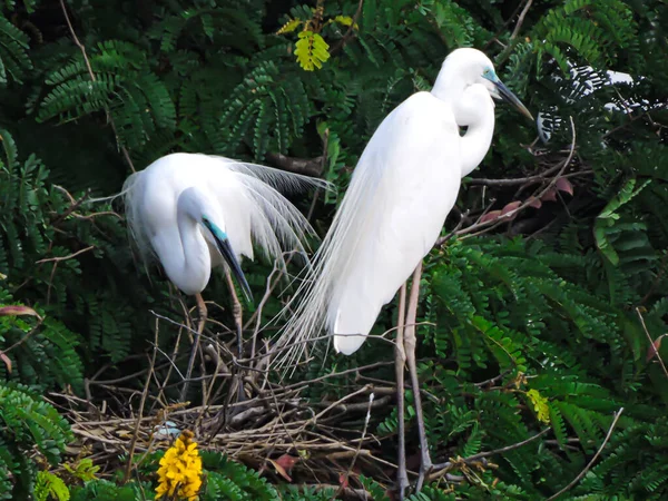 Der Silberreiher Frühmorgens Während Des Monsuns — Stockfoto