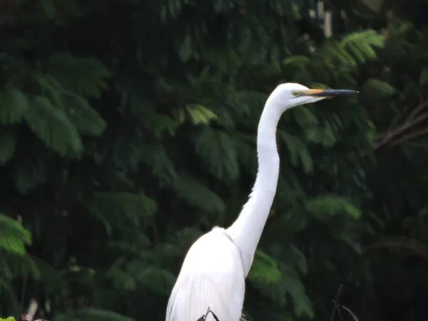 Egret Para Reprodução Durante Monção Árvore — Fotografia de Stock