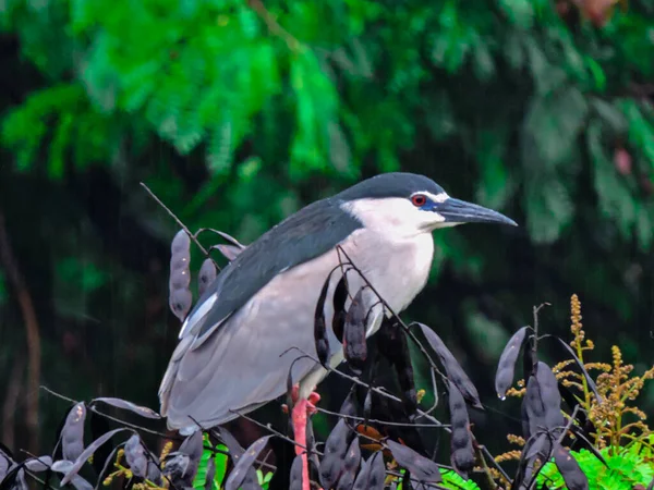 Black Crowned Night Heron Kweken Tijdens Moesson Tree — Stockfoto