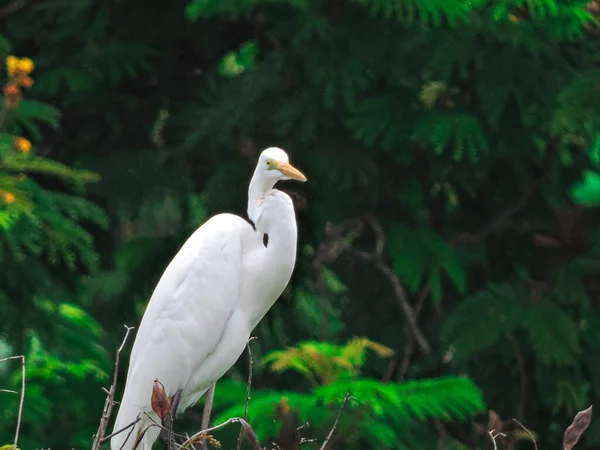 Egret Para Reprodução Durante Monção Árvore — Fotografia de Stock